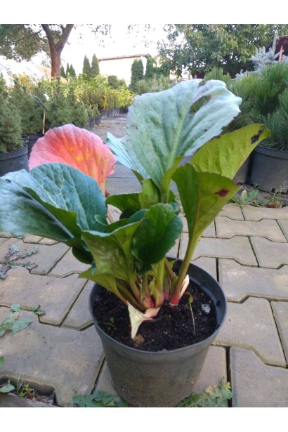 Бадан Ротблум - 3л/вис.25-30см/Ø30-40см